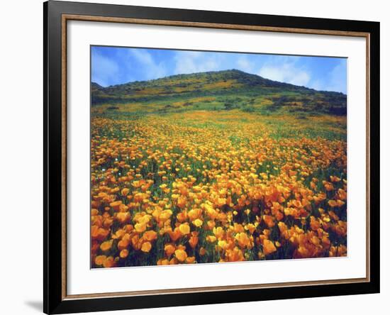 California Poppies, Lake Elsinore, California, USA-Christopher Talbot Frank-Framed Photographic Print