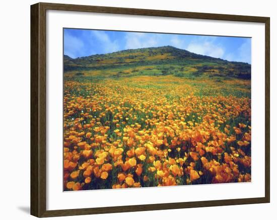 California Poppies, Lake Elsinore, California, USA-Christopher Talbot Frank-Framed Photographic Print