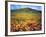 California Poppies, Lake Elsinore, California, USA-Christopher Talbot Frank-Framed Photographic Print