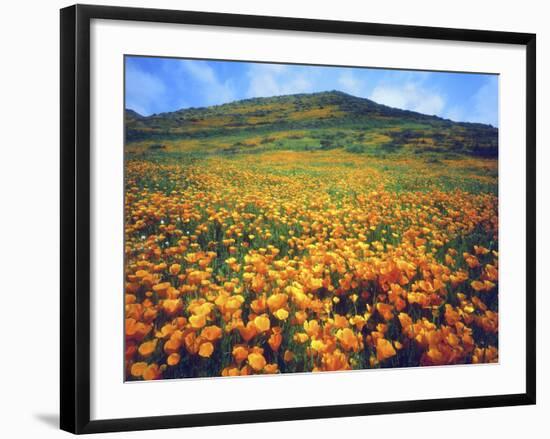 California Poppies, Lake Elsinore, California, USA-Christopher Talbot Frank-Framed Photographic Print