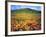 California Poppies, Lake Elsinore, California, USA-Christopher Talbot Frank-Framed Photographic Print