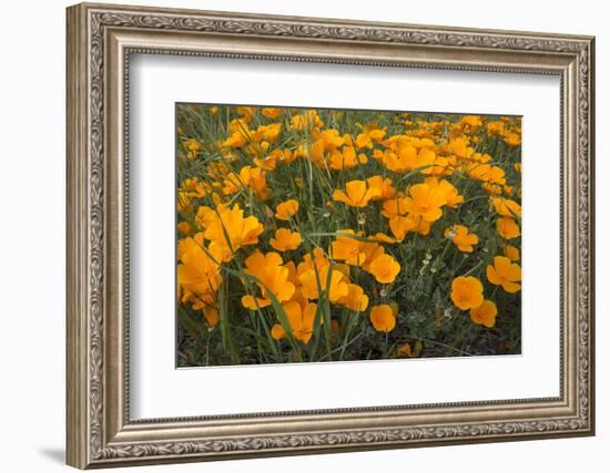 California Poppies, Montana de Oro SP, Los Osos, California-Rob Sheppard-Framed Photographic Print