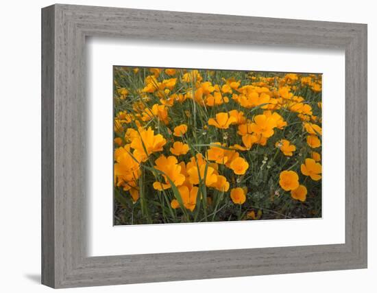 California Poppies, Montana de Oro SP, Los Osos, California-Rob Sheppard-Framed Photographic Print