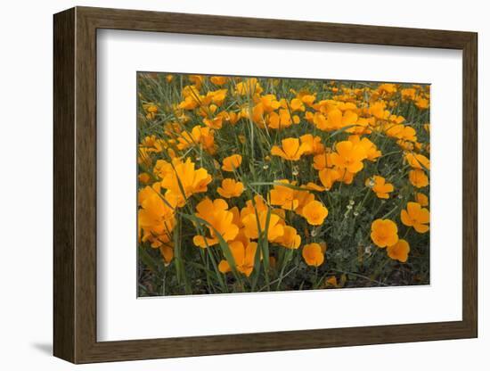 California Poppies, Montana de Oro SP, Los Osos, California-Rob Sheppard-Framed Photographic Print