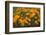 California Poppies, Montana de Oro SP, Los Osos, California-Rob Sheppard-Framed Photographic Print