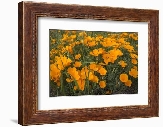 California Poppies, Montana de Oro SP, Los Osos, California-Rob Sheppard-Framed Photographic Print