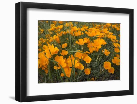 California Poppies, Montana de Oro SP, Los Osos, California-Rob Sheppard-Framed Photographic Print