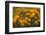 California Poppies, Montana de Oro SP, Los Osos, California-Rob Sheppard-Framed Photographic Print