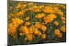 California Poppies, Montana de Oro SP, Los Osos, California-Rob Sheppard-Mounted Photographic Print
