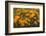 California Poppies, Montana de Oro SP, Los Osos, California-Rob Sheppard-Framed Photographic Print