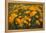 California Poppies, Montana de Oro SP, Los Osos, California-Rob Sheppard-Framed Premier Image Canvas