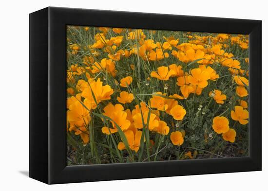 California Poppies, Montana de Oro SP, Los Osos, California-Rob Sheppard-Framed Premier Image Canvas