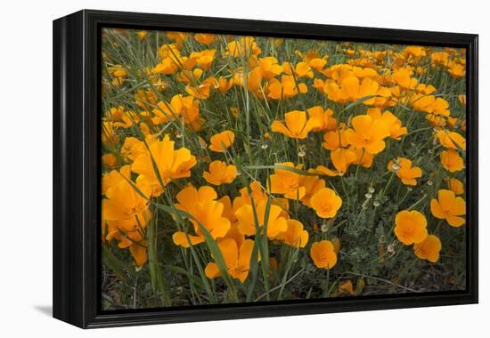 California Poppies, Montana de Oro SP, Los Osos, California-Rob Sheppard-Framed Premier Image Canvas