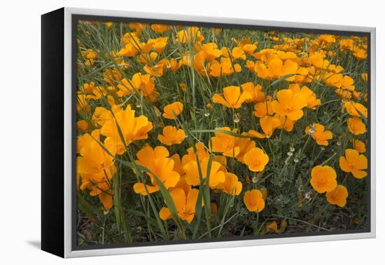 California Poppies, Montana de Oro SP, Los Osos, California-Rob Sheppard-Framed Premier Image Canvas