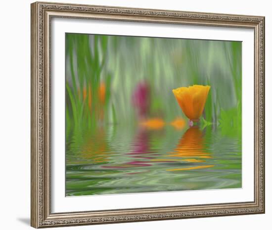 California Poppies-Steve Satushek-Framed Art Print