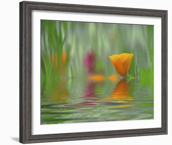 California Poppies-Steve Satushek-Framed Art Print