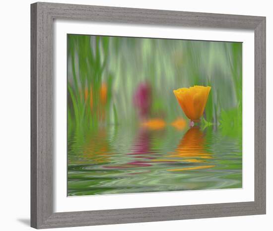 California Poppies-Steve Satushek-Framed Art Print