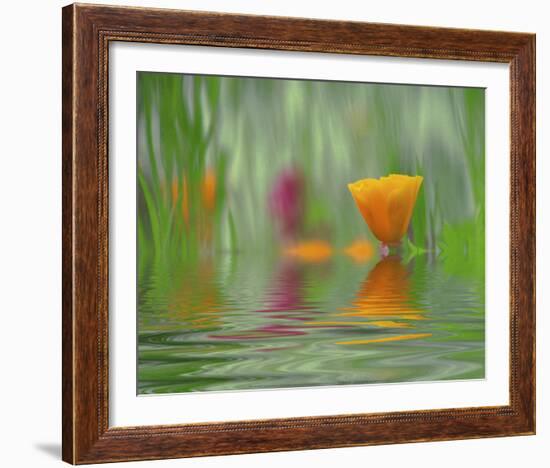 California Poppies-Steve Satushek-Framed Art Print