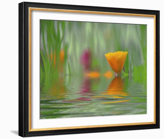 California Poppies-Steve Satushek-Framed Art Print