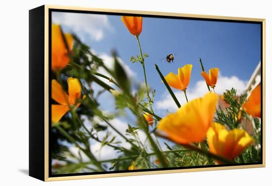 California Poppies-Chris Martin-Bahr-Framed Premier Image Canvas