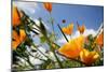 California Poppies-Chris Martin-Bahr-Mounted Photographic Print