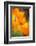 California Poppies-Darrell Gulin-Framed Photographic Print