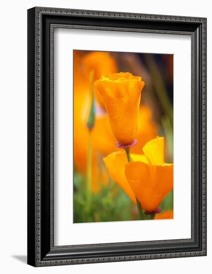 California Poppies-Darrell Gulin-Framed Photographic Print