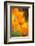 California Poppies-Darrell Gulin-Framed Photographic Print