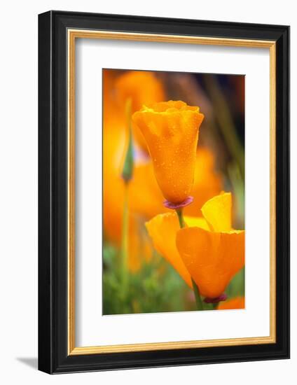 California Poppies-Darrell Gulin-Framed Photographic Print