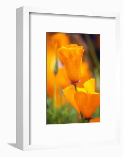 California Poppies-Darrell Gulin-Framed Photographic Print
