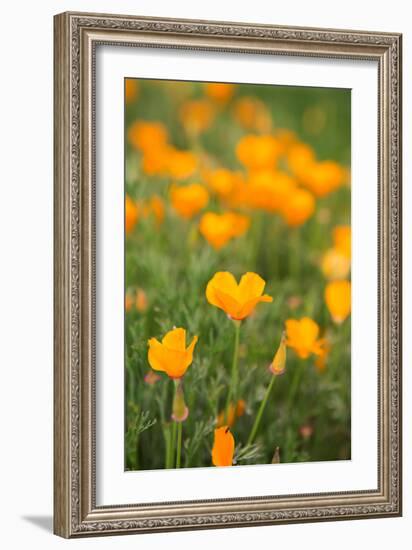 California Poppies-Karyn Millet-Framed Photo