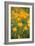 California Poppies-Karyn Millet-Framed Photo