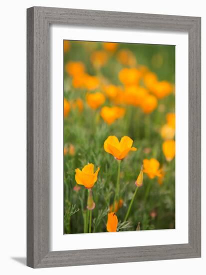 California Poppies-Karyn Millet-Framed Photo