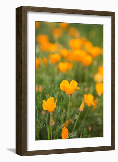 California Poppies-Karyn Millet-Framed Photo