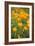 California Poppies-Karyn Millet-Framed Photo