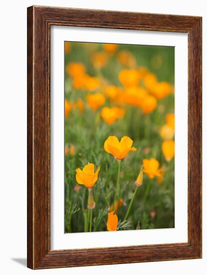 California Poppies-Karyn Millet-Framed Photo