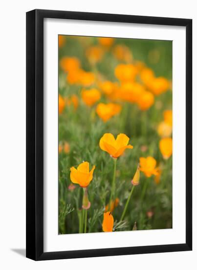 California Poppies-Karyn Millet-Framed Photo