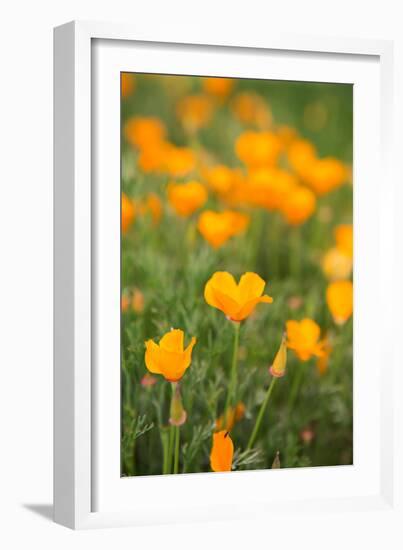 California Poppies-Karyn Millet-Framed Photo