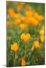 California Poppies-Karyn Millet-Mounted Photo