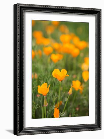 California Poppies-Karyn Millet-Framed Photo
