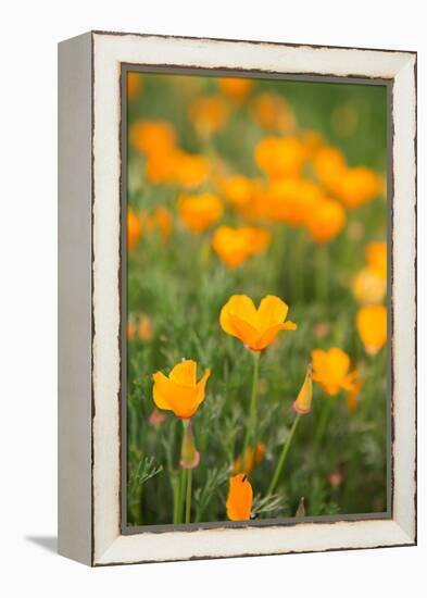 California Poppies-Karyn Millet-Framed Stretched Canvas