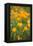 California Poppies-Karyn Millet-Framed Stretched Canvas