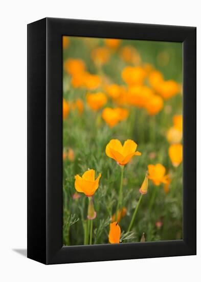 California Poppies-Karyn Millet-Framed Stretched Canvas