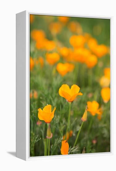 California Poppies-Karyn Millet-Framed Stretched Canvas