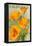 California - Poppies-Lantern Press-Framed Stretched Canvas