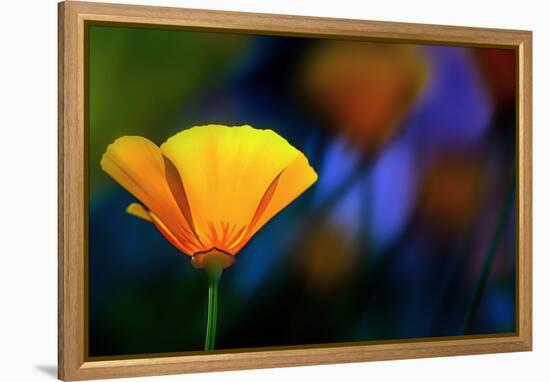 California Poppy 1-Ursula Abresch-Framed Premier Image Canvas