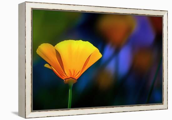 California Poppy 1-Ursula Abresch-Framed Premier Image Canvas