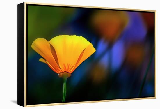 California Poppy 1-Ursula Abresch-Framed Premier Image Canvas