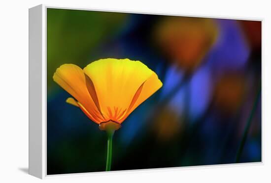 California Poppy 1-Ursula Abresch-Framed Premier Image Canvas