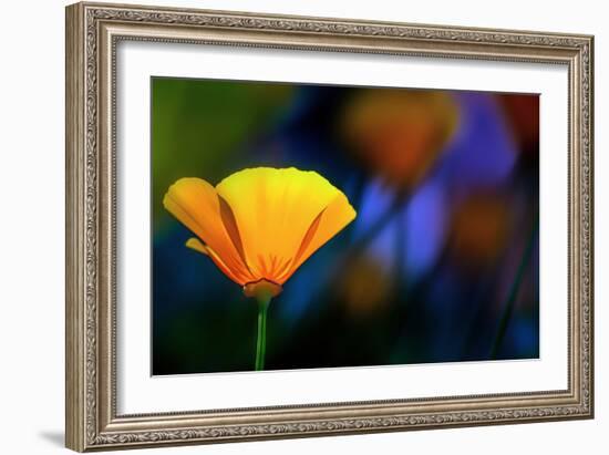 California Poppy 1-Ursula Abresch-Framed Photographic Print